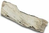 Petrified Wood Section with Sparkling Quartz - Arizona #305430-2